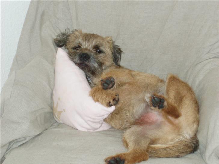 Border terrier Anton  billede 14