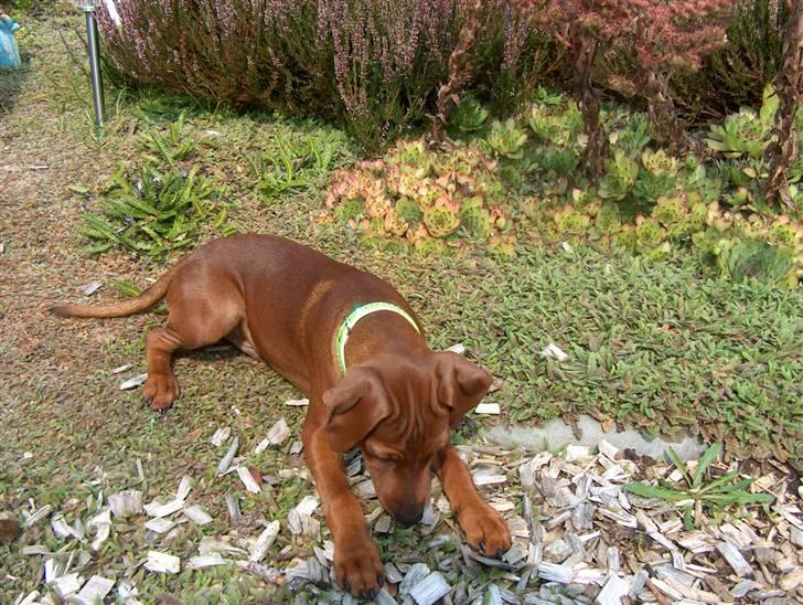 Dvaergpinscher Joey  - Øhm ..? Hmm ..?  Hvad er det? billede 11