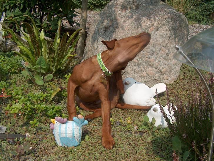 Dvaergpinscher Joey  - Uhh det klør bag mit ører :o) billede 12
