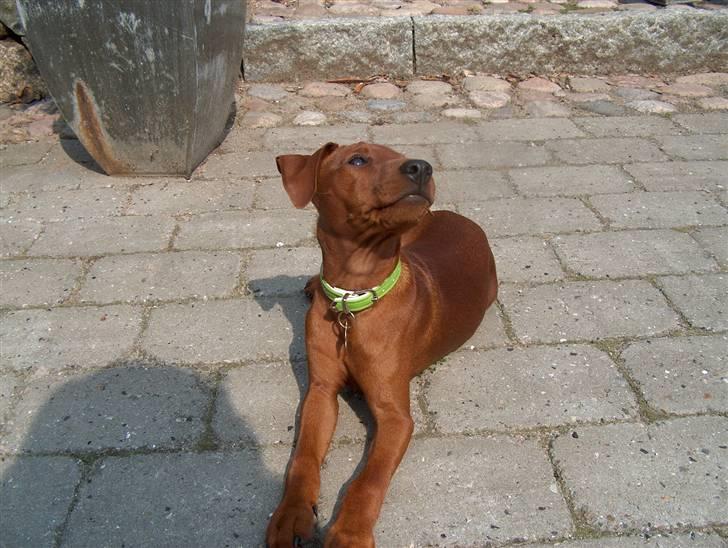 Dvaergpinscher Joey  - Jeg er jo får Lækker,. Wow billede 13