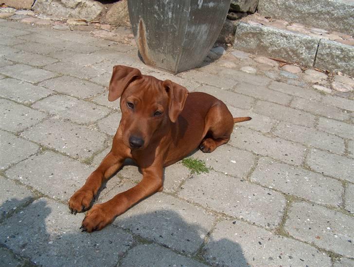 Dvaergpinscher Joey  - Jeg elsker at ligge i solen, der er bare ikke noget bedre,.,. ! billede 14