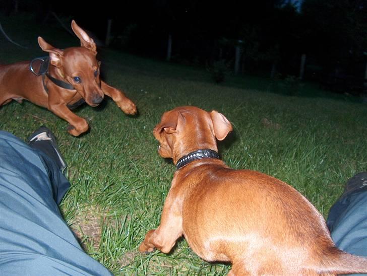 Dvaergpinscher Joey  - Joey i fuld spring :) lille nova står klar ;P  billede 15