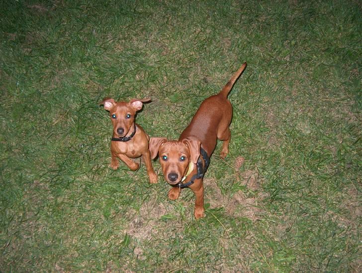 Dvaergpinscher Joey  - Hej hej :) billede 16