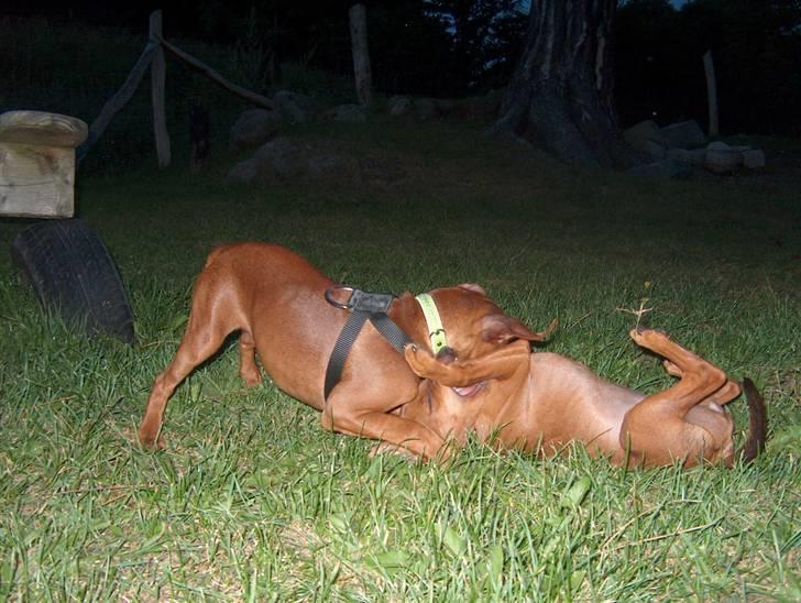 Dvaergpinscher Joey  - Joey og lille Nova leger,. :P billede 17