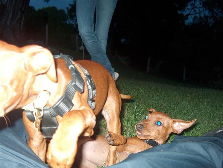 Dvaergpinscher Joey  billede 18