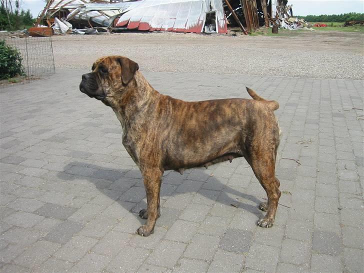 Bullmastiff Freja billede 2