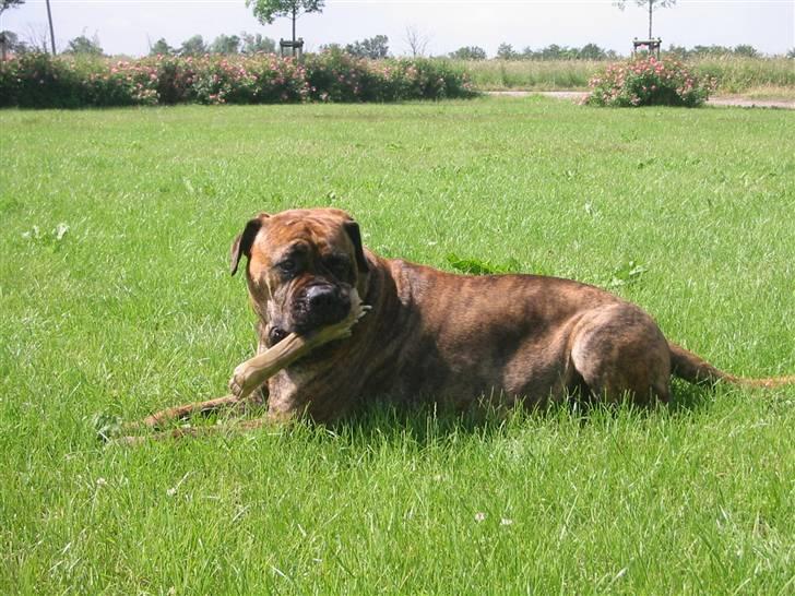 Bullmastiff Freja billede 4