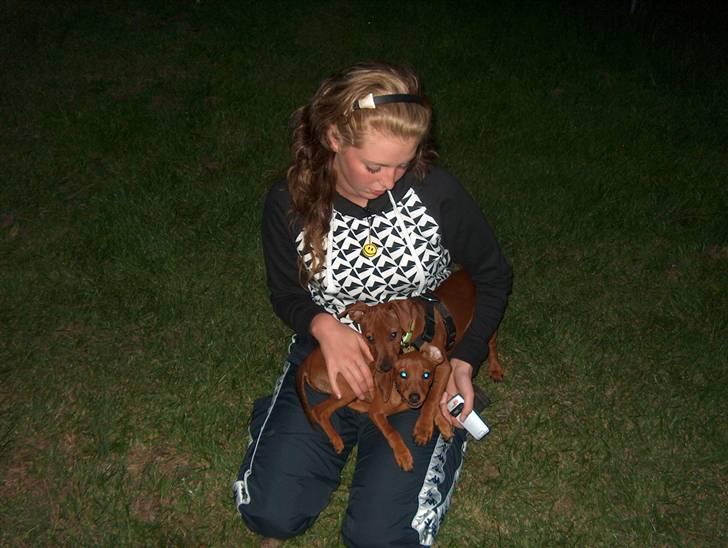 Dvaergpinscher Joey  - Joey, Nova og Jeg. billede 19