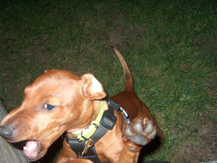 Dvaergpinscher Joey  - High five ;p billede 20