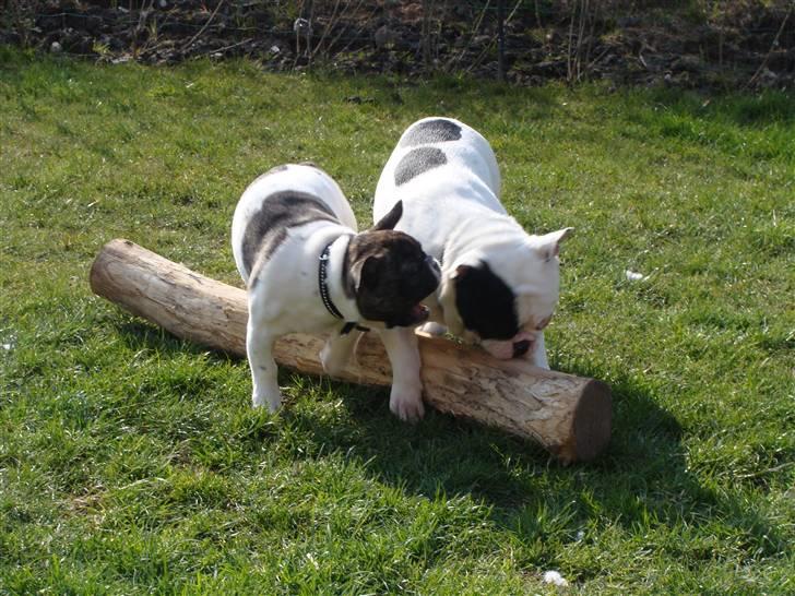 Fransk bulldog Tyson - Tyson & Eddie leger i haven billede 7