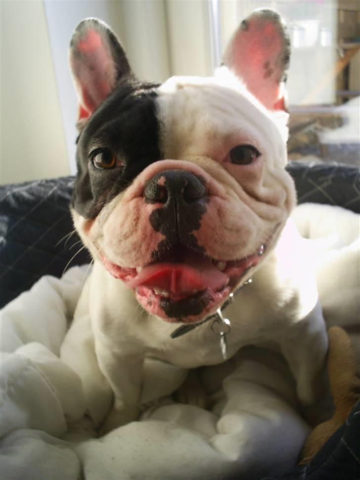 Fransk bulldog Tyson billede 8