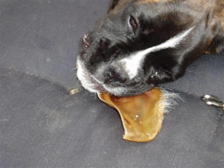 Boxer CHILLI - Mmmmmmh smager godt  billede 9