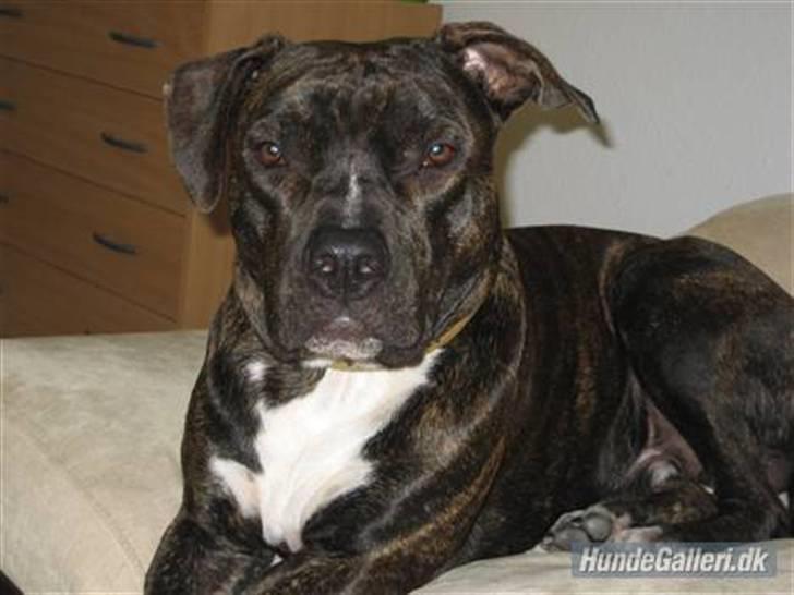 Amerikansk staffordshire terrier Teison - Teison, Vores dejlige hund! (:  billede 1