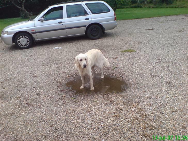 Golden retriever Balto - Ja, det er så min nye indkørsel...gad vide hvad jeg gør om lidt ;) billede 8