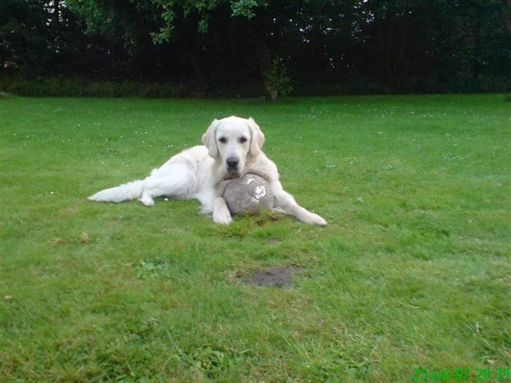 Golden retriever Balto - Tag den hvis du tør!!!! billede 9