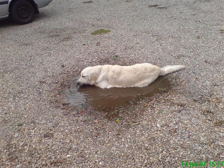 Golden retriever Balto - Taada...der skal ikke meget vand til før jeg har det sjovt :) billede 10