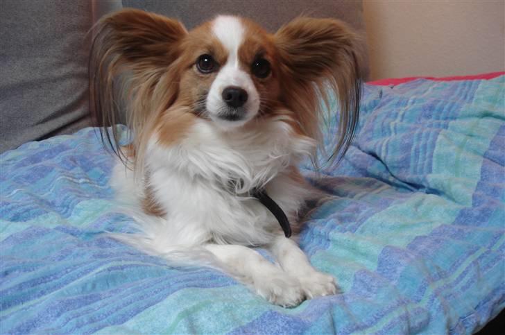 Papillon Feline *Aflivet :'(* - "Hej Line :)" billede 4