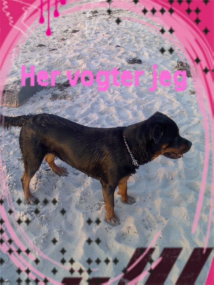 Rottweiler Fia - Her vogter jeg billede 16