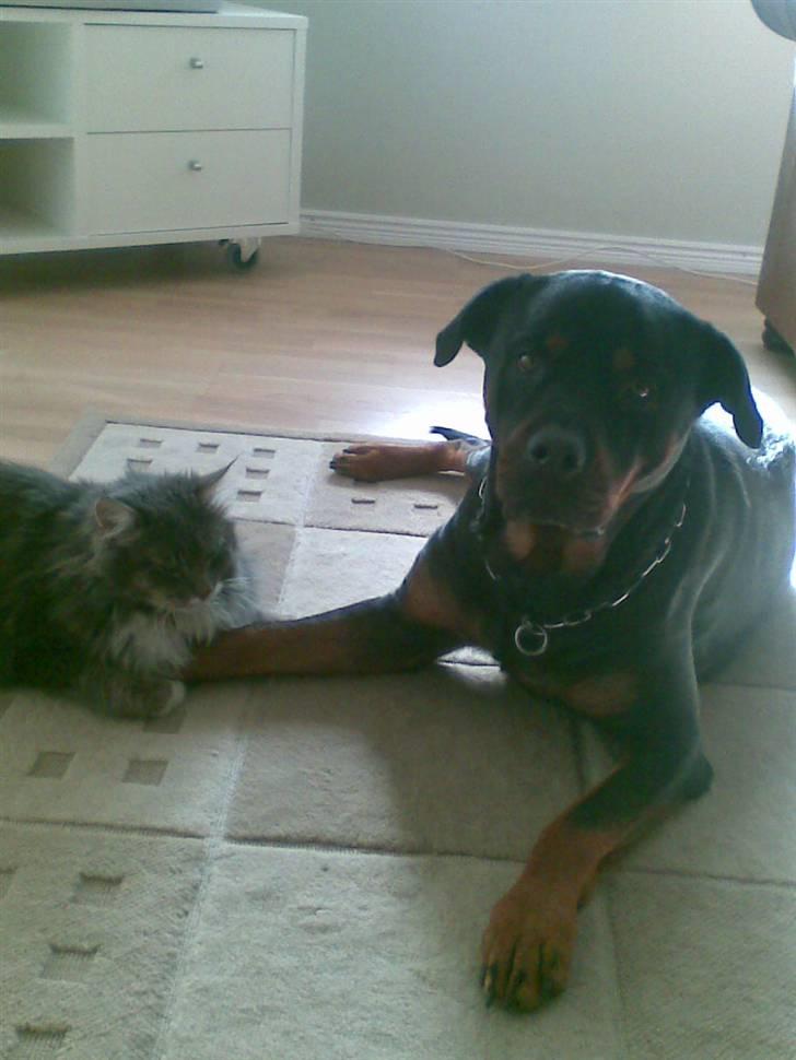 Rottweiler Fia - Mig, nej kan putter ikke med katten. billede 17