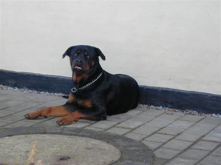Rottweiler Fia - Ligger lige og vogter over min gård billede 19