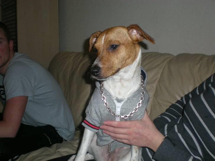 Dansk svensk gaardhund Tyson Solgt billede 1