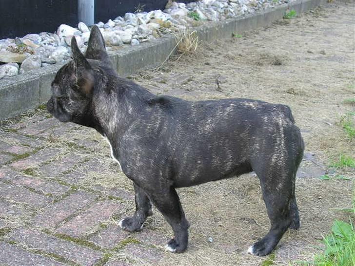 Fransk bulldog ~Chick~ billede 9