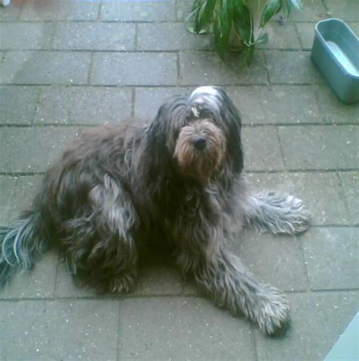 Schapendoes Bitte de old gries billede 1