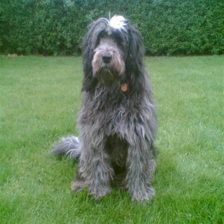 Schapendoes Bitte de old gries billede 2