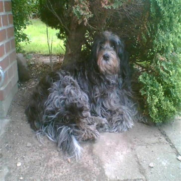 Schapendoes Bitte de old gries billede 4