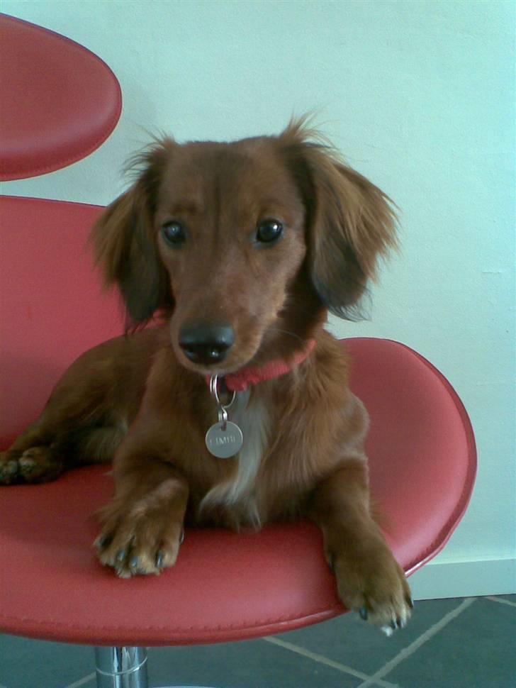 Gravhund Fimbe - Velkommen til min profil :-) billede 1