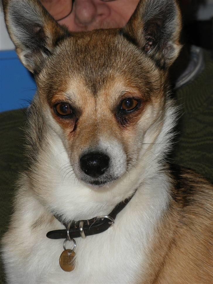 Norsk lundehund Heldager's Liv - 28.11.07 billede 2