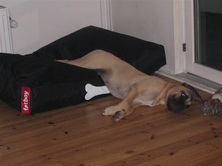 Bullmastiff Charlie(Chandler Bing ) - kan ikke helt finde ud af at ligge på den her. Der er jo kugler i og jeg falder ned! billede 12
