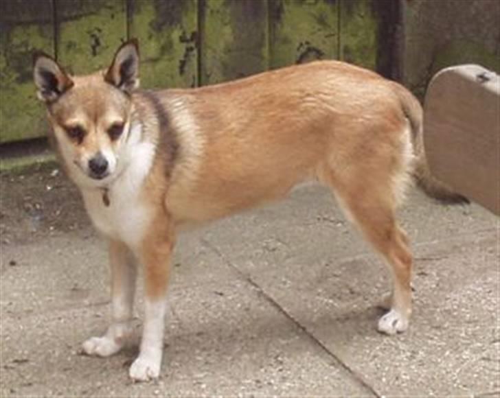 Norsk lundehund Heldager's Liv - juni 05 billede 3