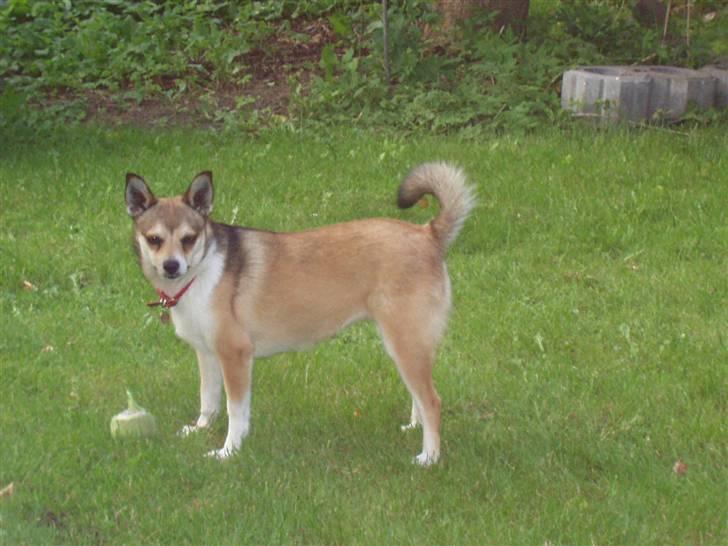 Norsk lundehund Heldager's Liv - aug.05 billede 4