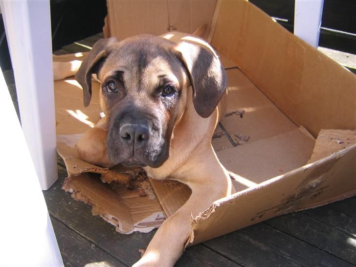 Bullmastiff Charlie(Chandler Bing ) - Mor, siger du at du skulle bruge kassen? billede 13