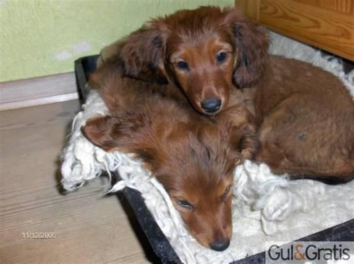 Gravhund Fimbe - Mig og søster som små. billede 2