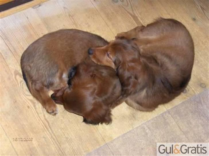 Gravhund Fimbe - Igen :-) billede 3