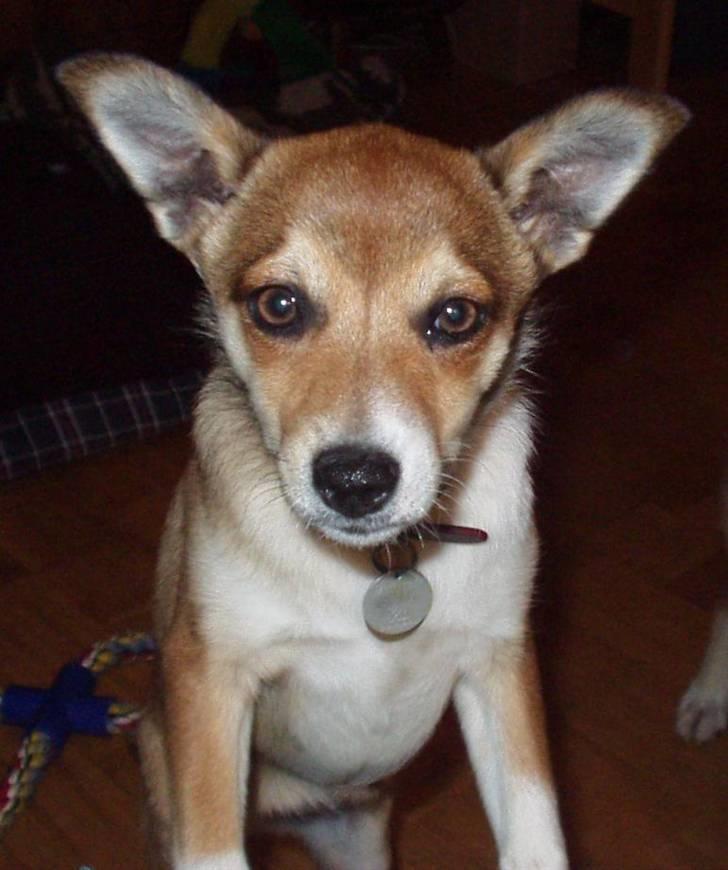 Norsk lundehund Heldager's Liv - Stor hvalp - oktober 03 billede 5