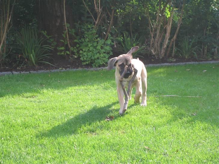 Bullmastiff Charlie(Chandler Bing ) - jeg har lige fundet mig en fin pind billede 14