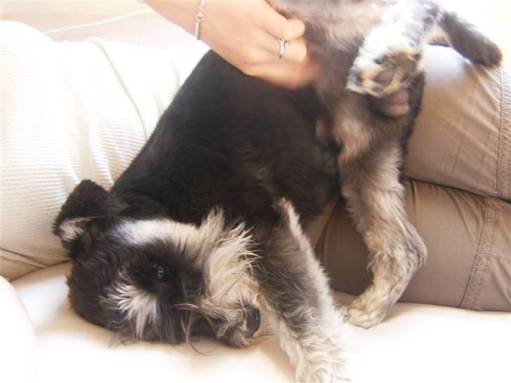 Dvaergschnauzer *Hr. Albert* - hehe... uh hvor det klør :D billede 16