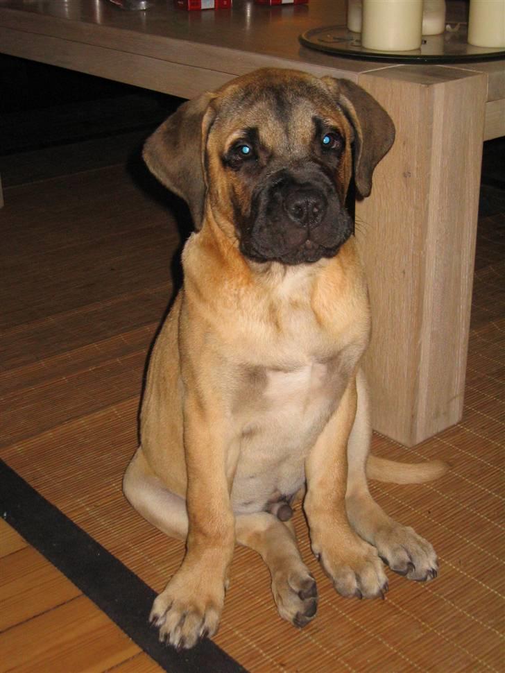 Bullmastiff Charlie(Chandler Bing ) - Er jeg ikke bare nuttet? billede 15