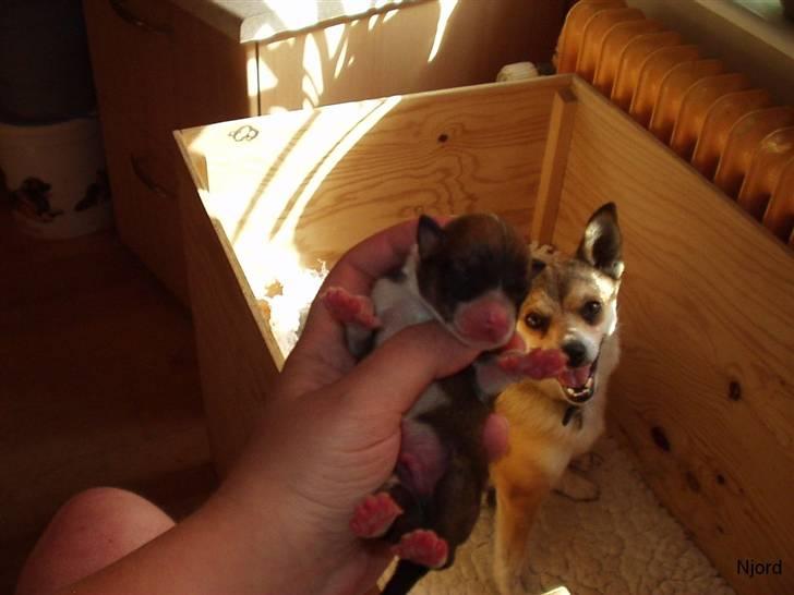 Norsk lundehund Heldager's Liv - Har du fået lov til at låne den hvalp? billede 6