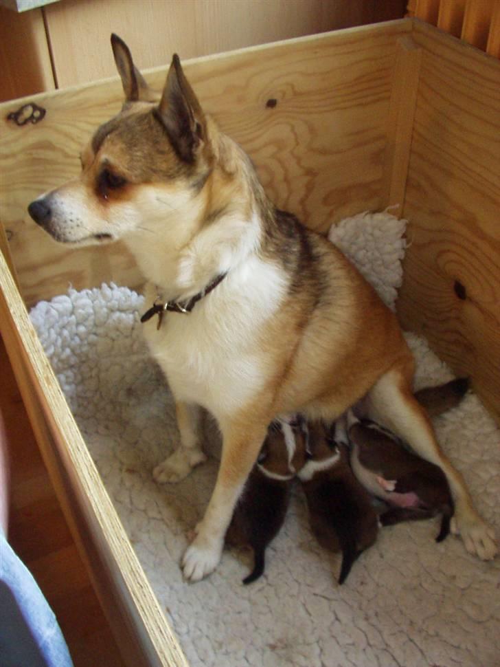 Norsk lundehund Heldager's Liv - 30.6.06 Nybagt mor - en uge gamle - så man sidder pænt med mælkebaren åben. billede 7