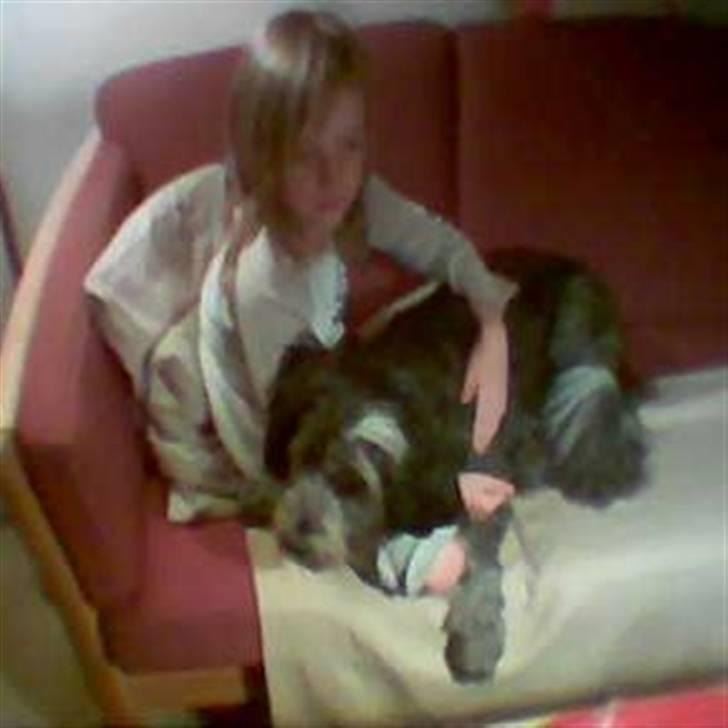 Schapendoes Bitte de old gries billede 5