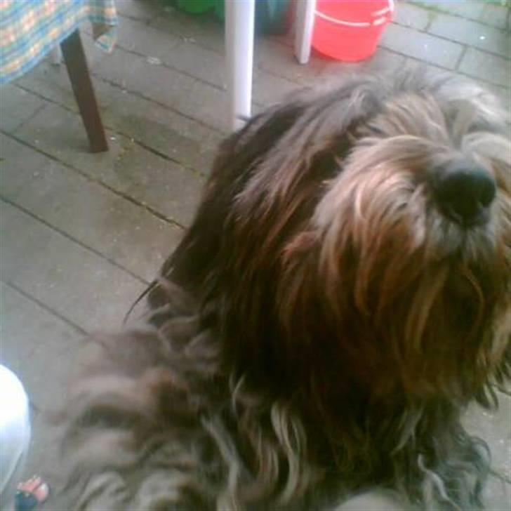 Schapendoes Bitte de old gries billede 6