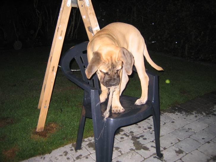 Bullmastiff Charlie(Chandler Bing ) - hej far se lige mig. Jeg er selv kommet her op mens du ikke kiggede billede 16