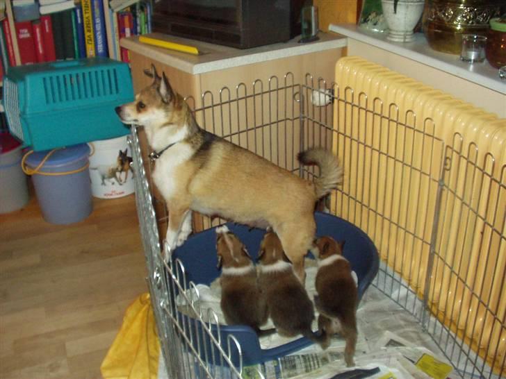 Norsk lundehund Heldager's Liv - 27.7.07 "bliv nu færdig!!" - Liv er nået det punkt hvor hun syntes der er noget der er mere vigtigt end at give mælk - men hun holdt ud 2 uger mere før de var helt vænnet fra.. billede 8