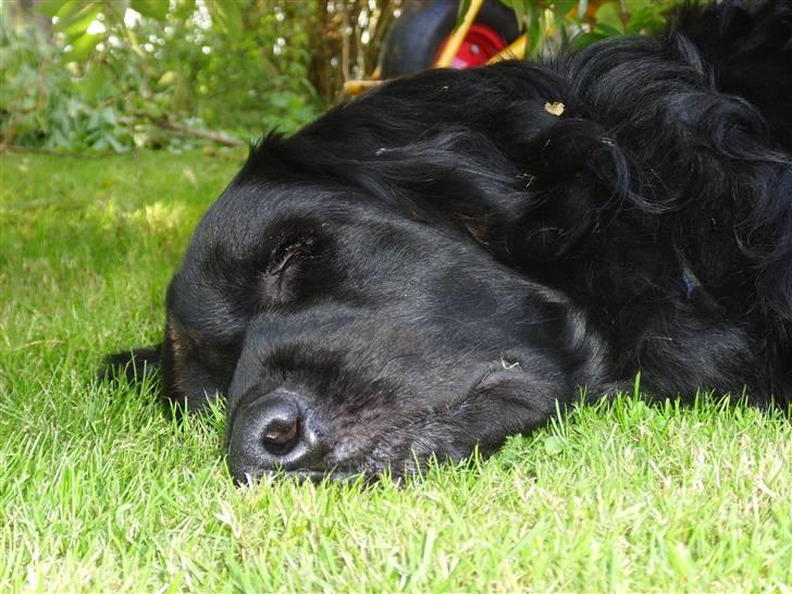 Blanding af racer Simba - død billede 2