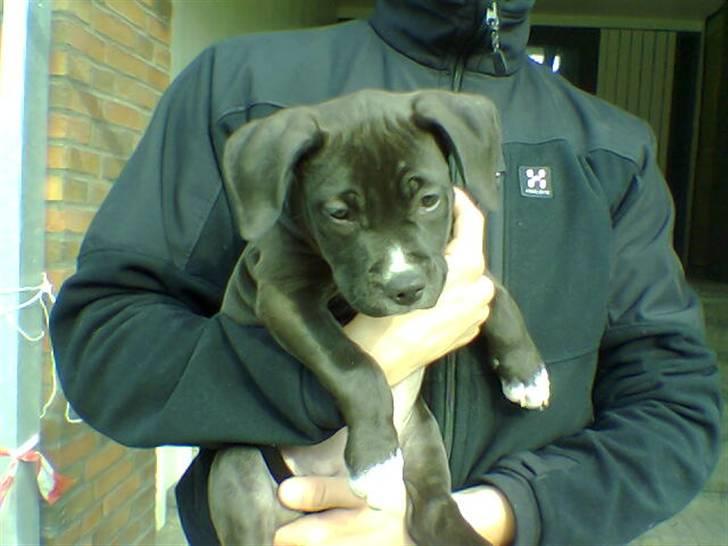 Amerikansk staffordshire terrier zinko #R.I.P# - Baby Zinko billede 15