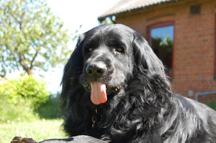 Blanding af racer Simba - død billede 3